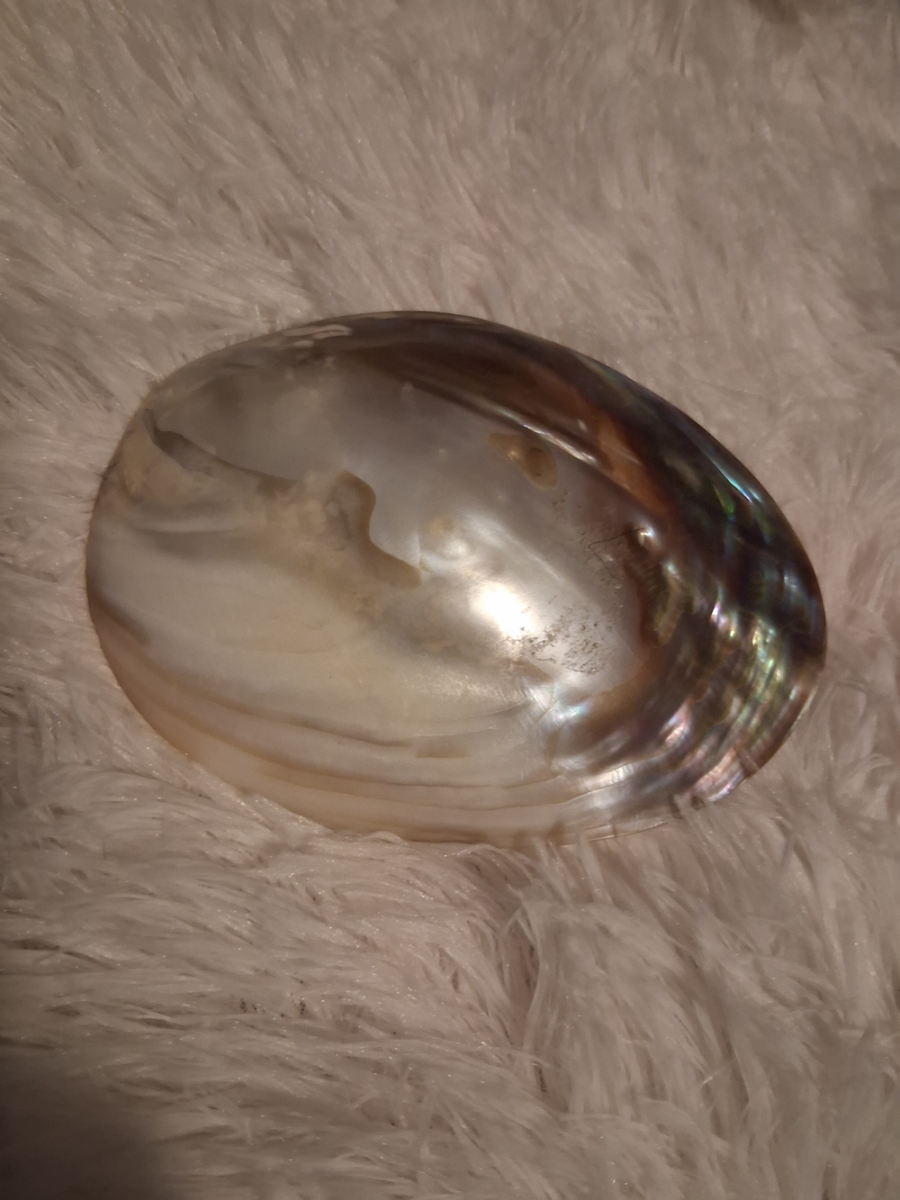 Natural Iridescent Abalone Shell Belt Buckle